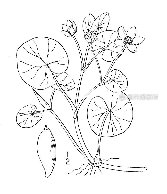 古植物学植物插图:Caltha natans，浮动沼泽万寿菊